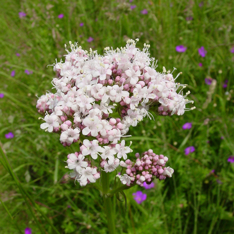 baldrian-echter-oder-gro-er-baldrian-valeriana-officinalis-l