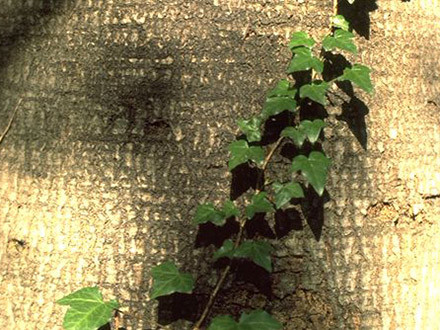 Common ivy