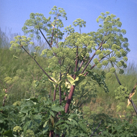 Engelwurz