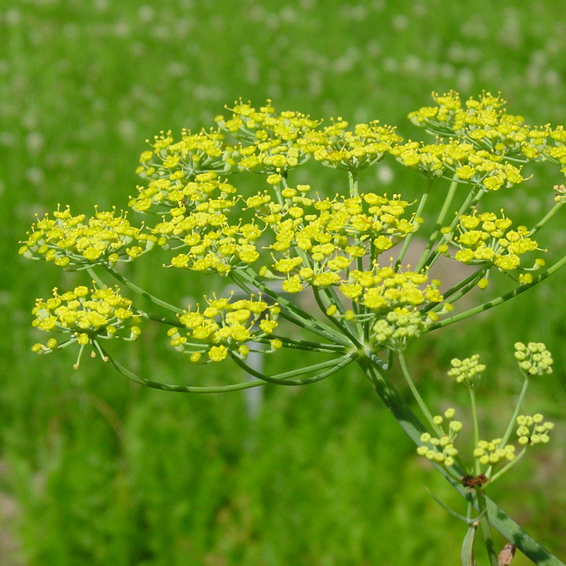 Fenchel - (Bitterer) Fenchel Foeniculum vulgare Mill. ssp ...