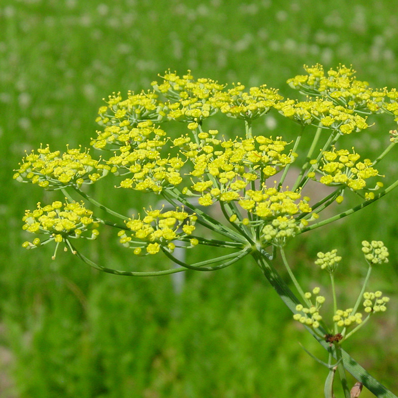Fenchel