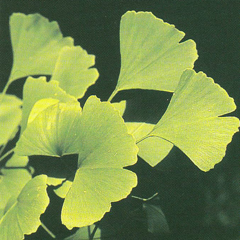 Systematisch Entertainment Terug, terug, terug deel Ginkgo (Ginkgo tree - Ginkgo biloba L.) - Medicinal Plants - Kooperation  Phytopharmaka