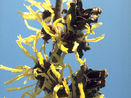 Hamamelis - Zauberstrauch