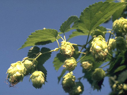 Hopfen