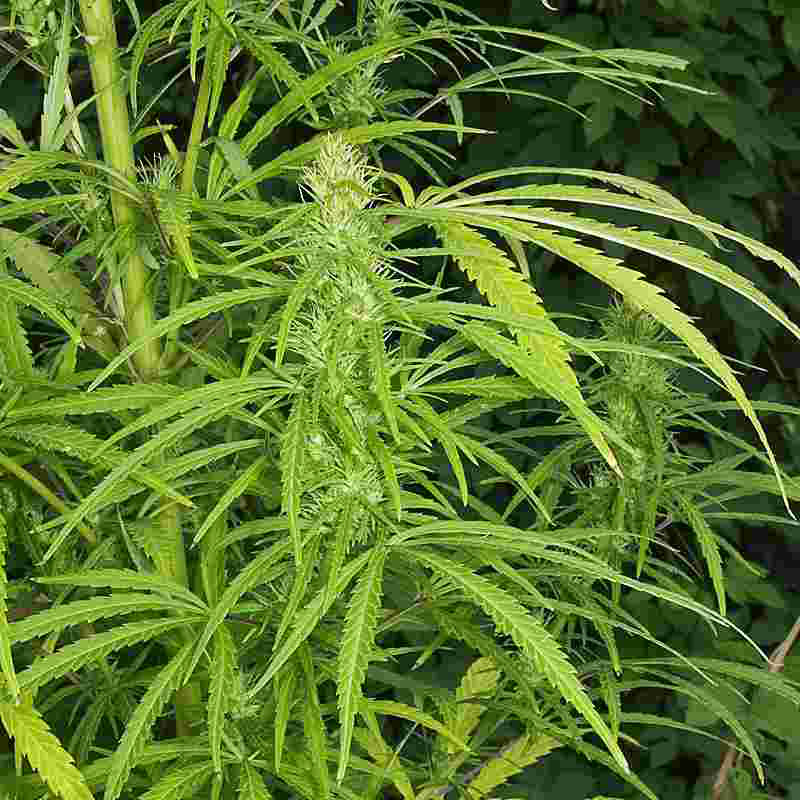 (Indischer) Hanf - Cannabis