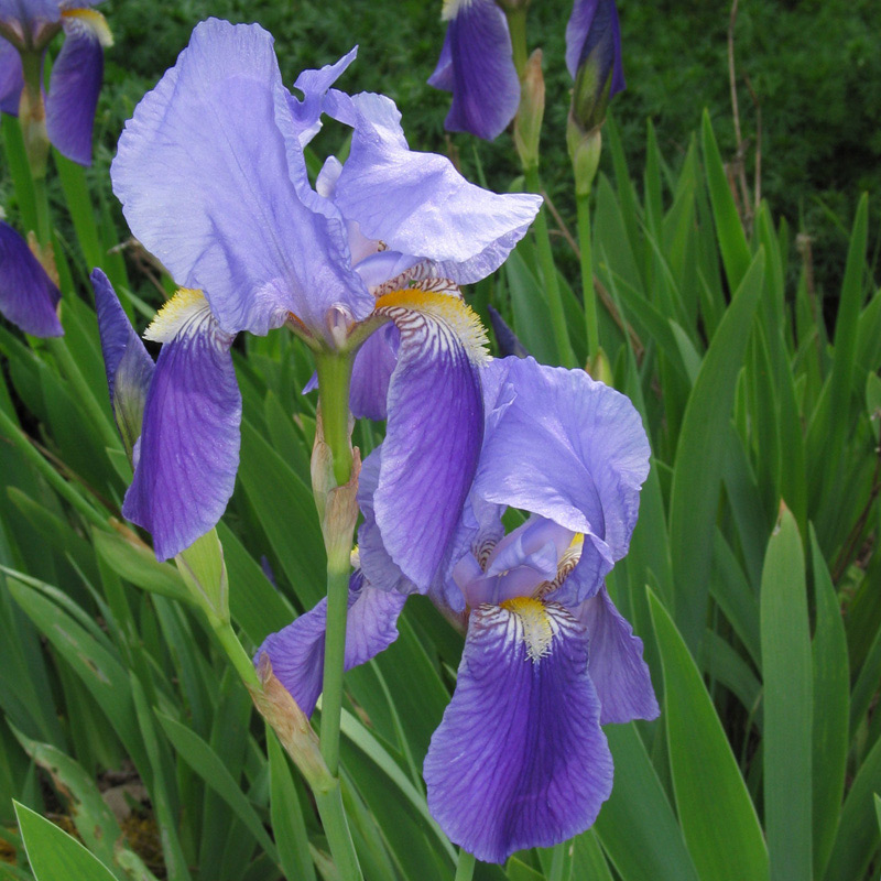 Schwertlilie - Iris