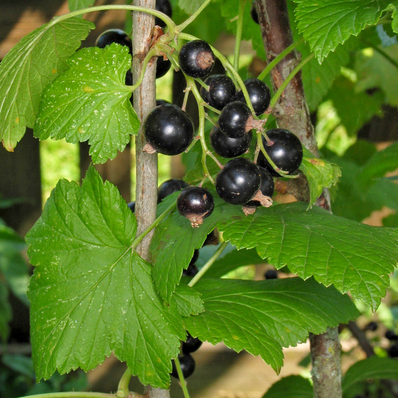 Johannisbeere