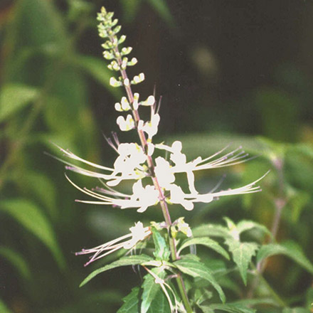 Cat's whiskers / Orthosiphon