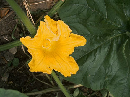 Kürbis