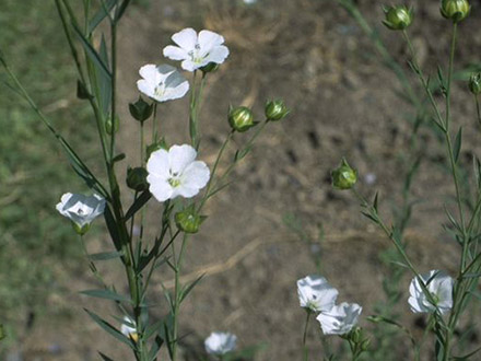 Linseed (Linseed or Flax - Linum usitatissimum L. ) - Medicinal