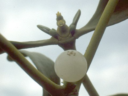 Mistel