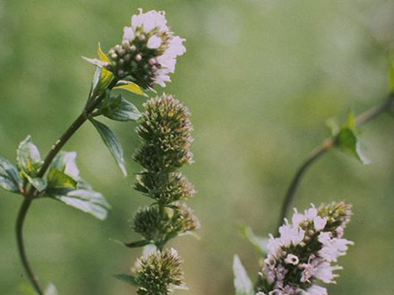 Peppermint, Mentha x piperita L.