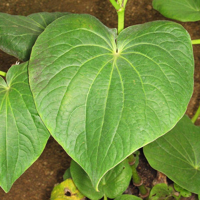 Rauschpfeffer/Kava-Kava