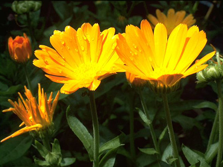 Ringelblume