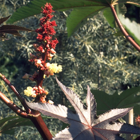 Rizinus - Wunderbaum