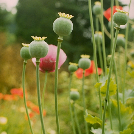 Schlafmohn