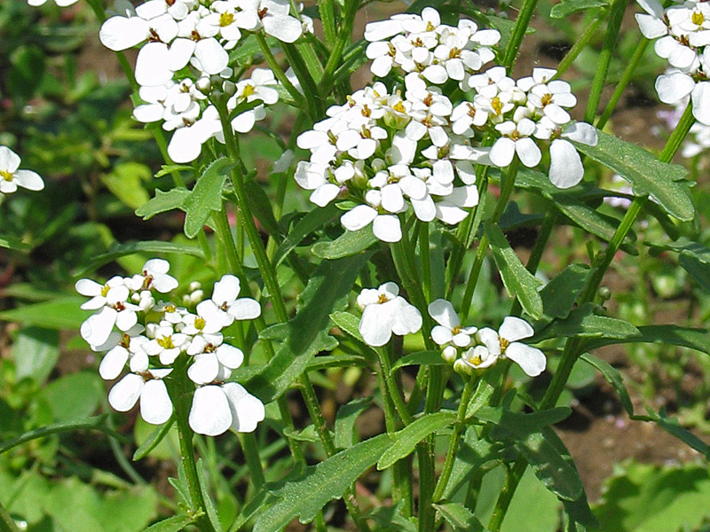Schleifenblume