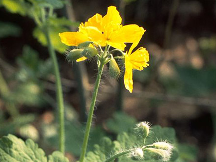 Schöllkraut