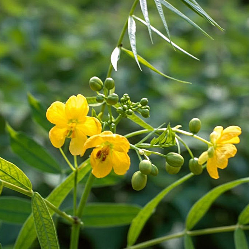 Senna / Sennespflanze