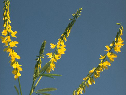 Sweet clover (Yellow sweet clover, yellow melilot, ribbed melilot or common  melilot - Melilotus officinalis (L.) Lam) - Medicinal Plants - Kooperation  Phytopharmaka