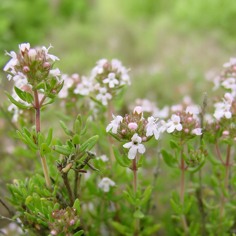 Thymian
