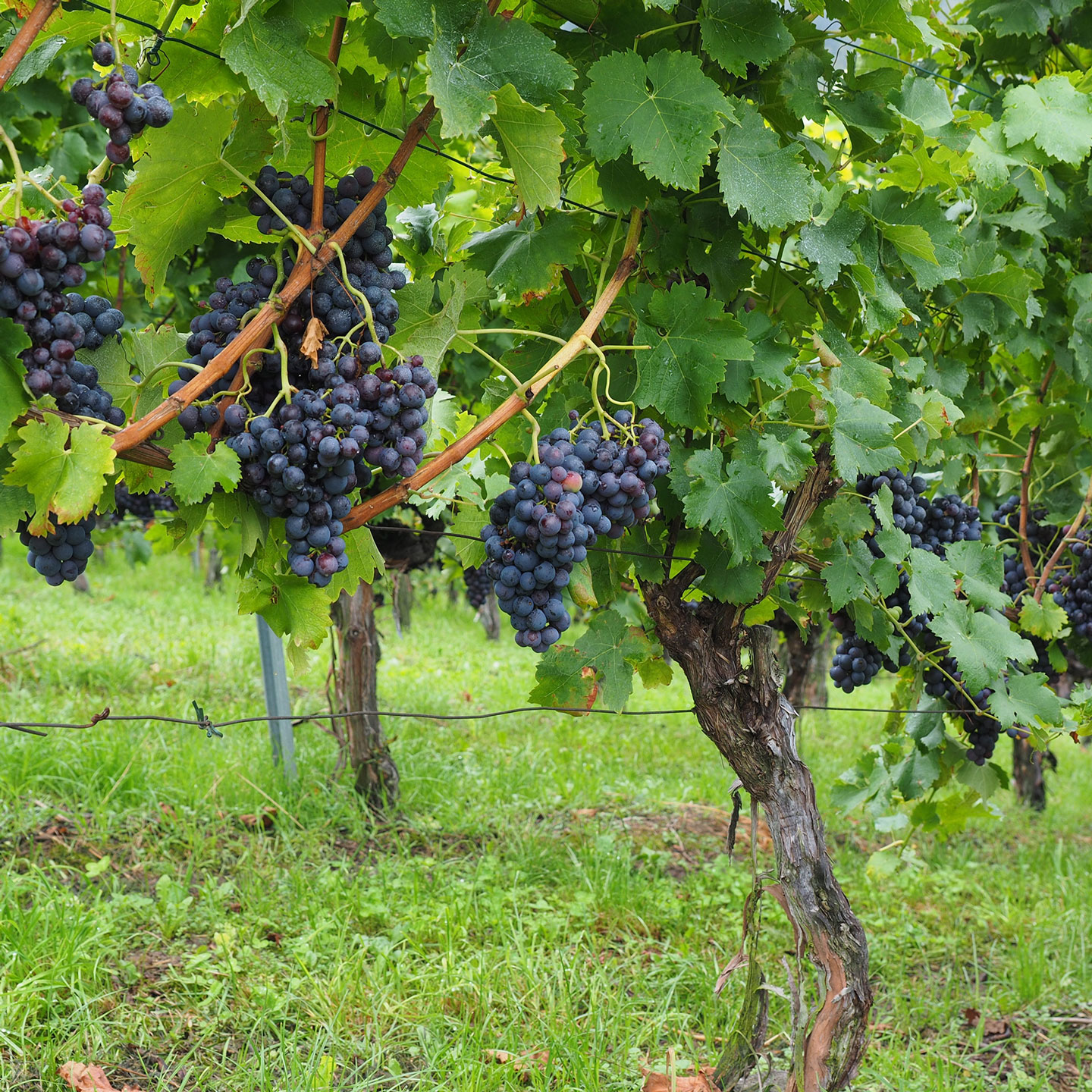 Grapevine