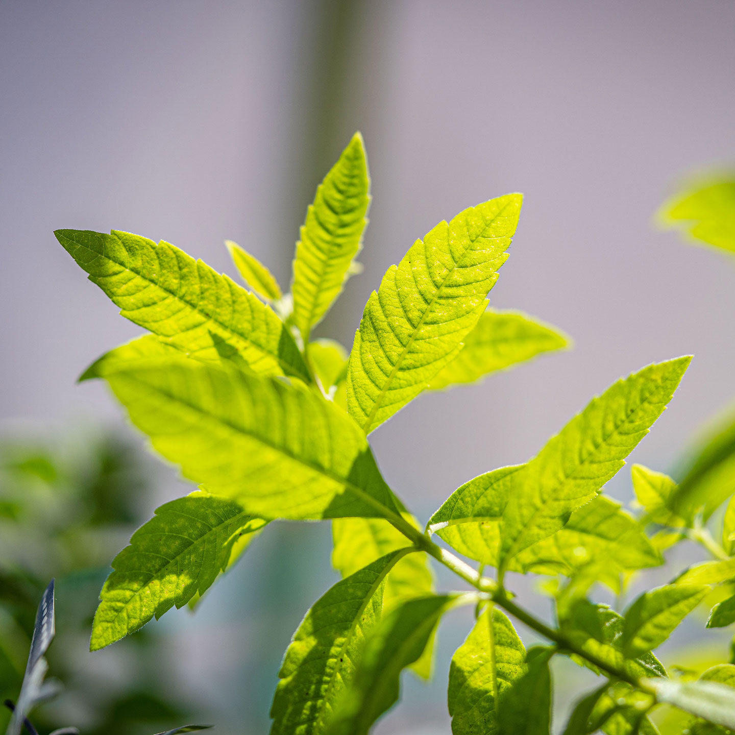 Lemon Verbena